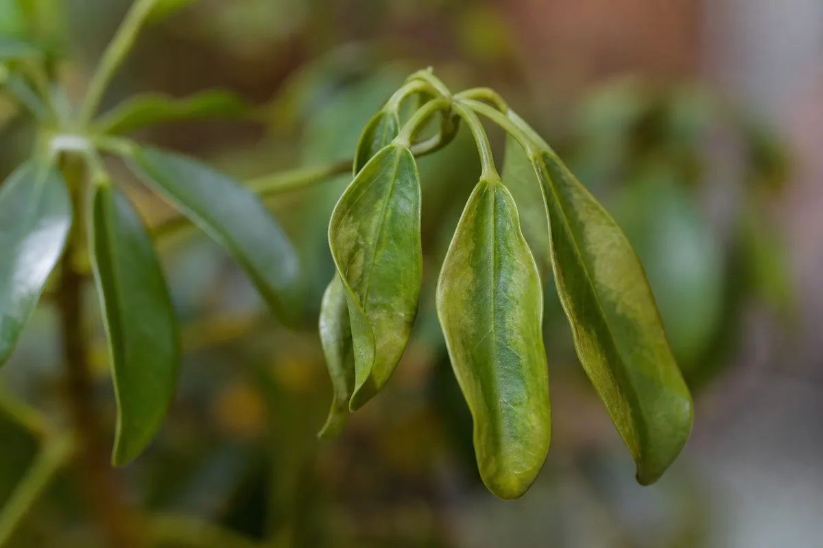 Close-up of Drooping Leaves on Dwarf Umbrella Tree - diagnostic detail