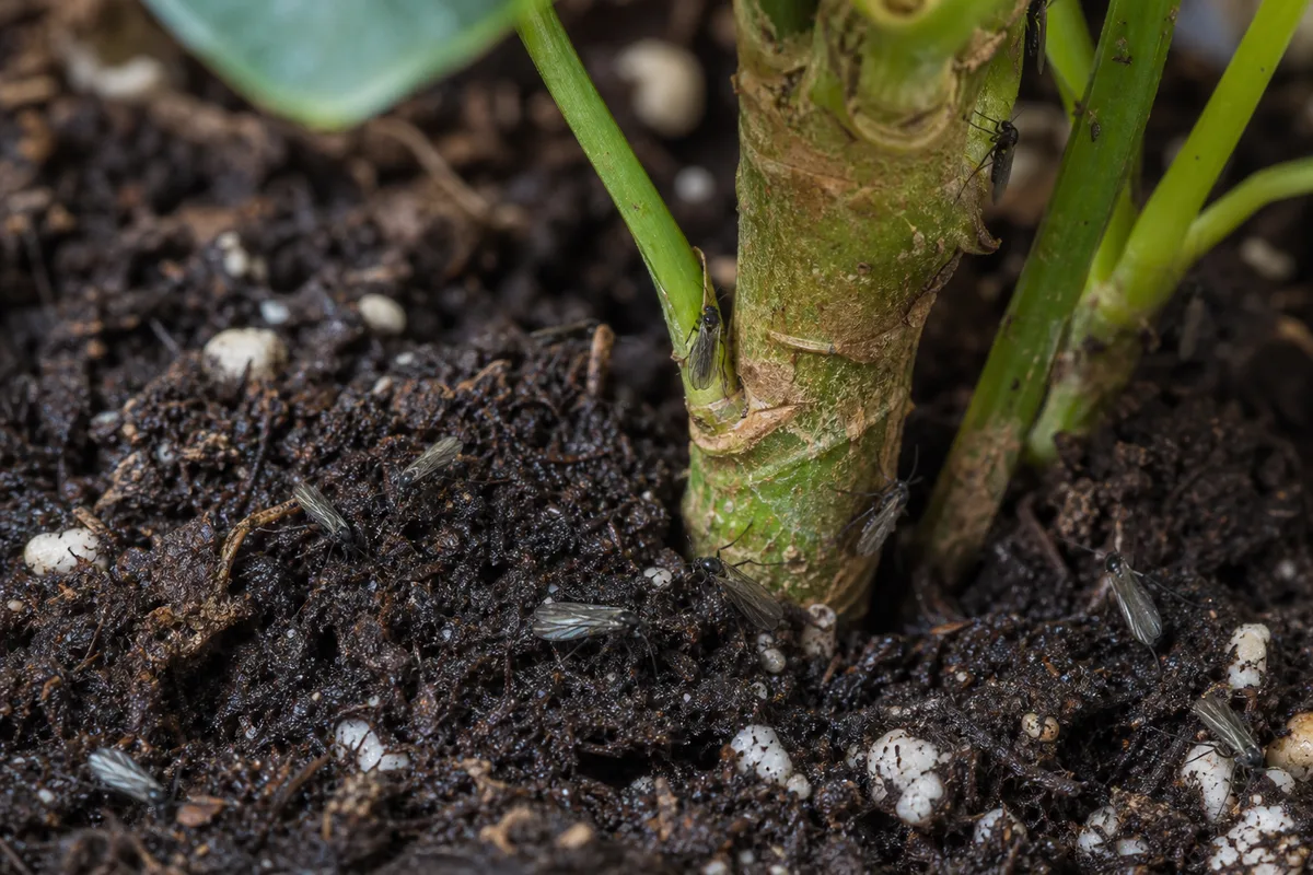 Close-up of Fungus Gnats on Dwarf Umbrella Tree - diagnostic detail