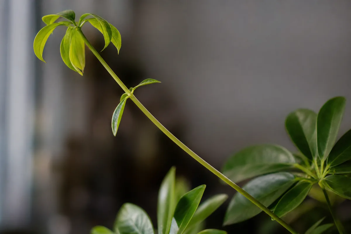 Close-up of Leggy Growth on Dwarf Umbrella Tree - diagnostic detail