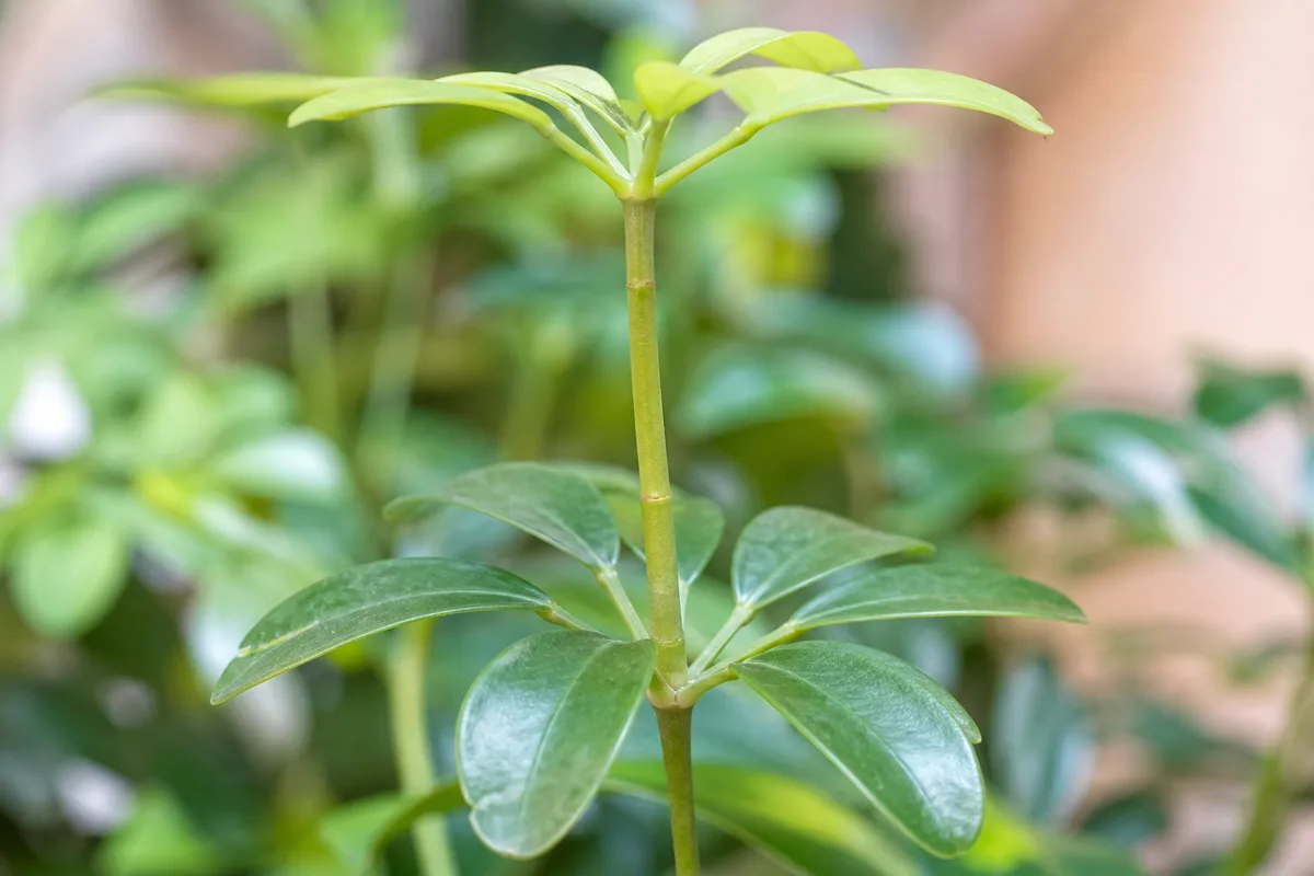 Close-up of not enough light on dwarf umbrella tree - elongated internode gap between umbrella-shaped leaf whorls with smaller pale new leaflets