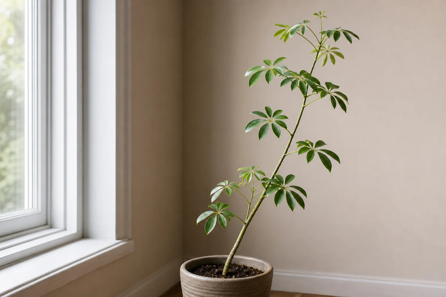 Not enough light on dwarf umbrella tree - leggy stems with long gaps between leaf whorls leaning toward a window