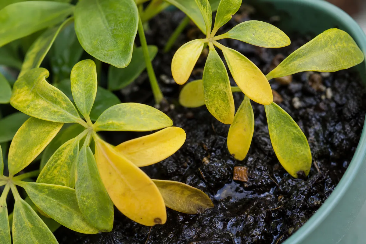 Close-up of Overwatering on Dwarf Umbrella Tree - diagnostic detail