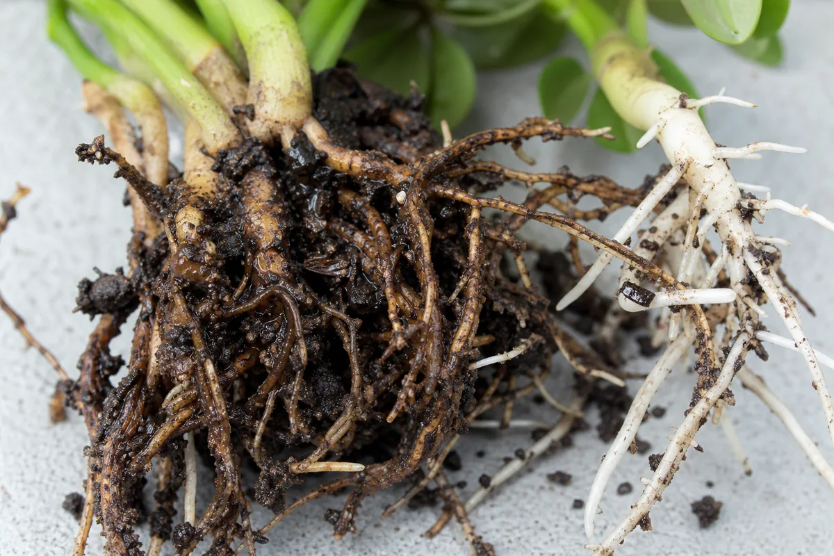 Close-up of Root Rot on Dwarf Umbrella Tree - diagnostic detail