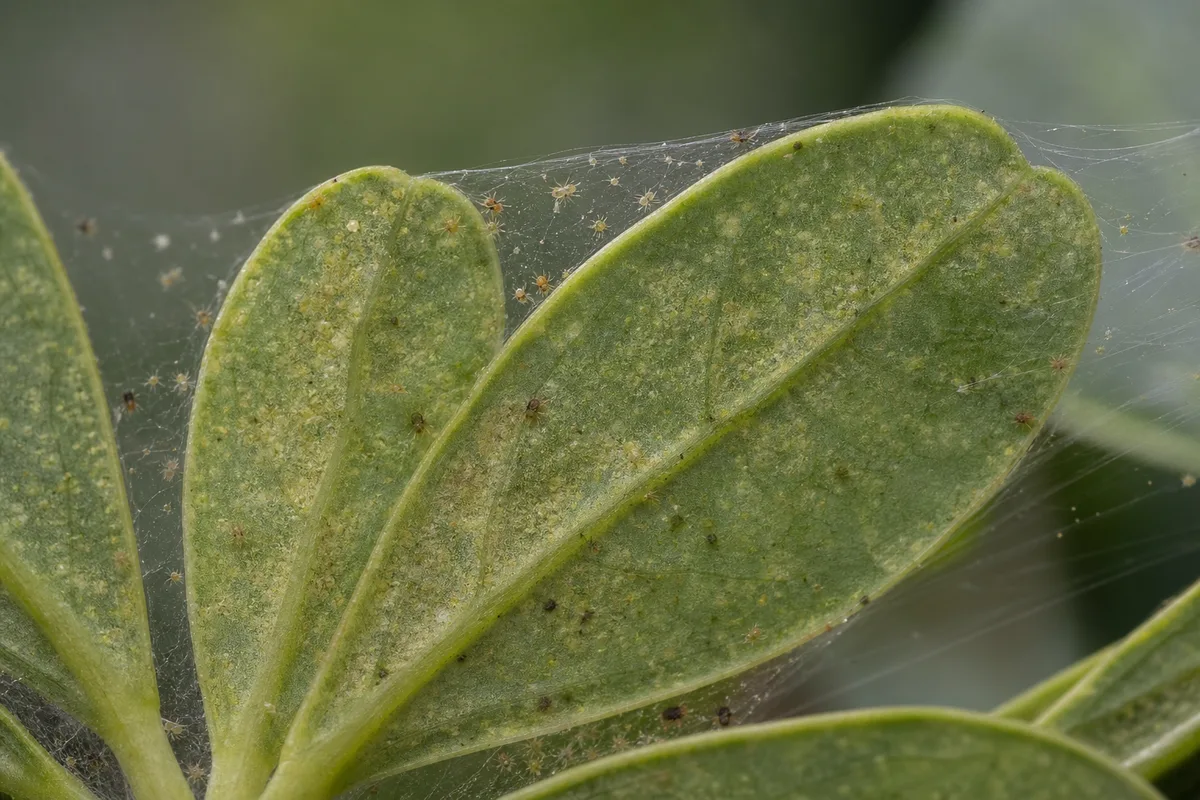 Close-up of Spider Mites on Dwarf Umbrella Tree - diagnostic detail