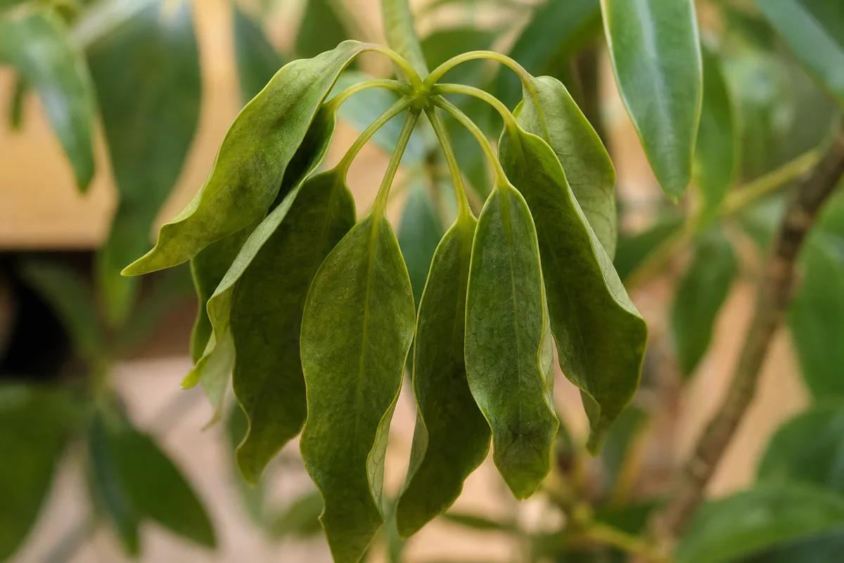 Close-up of wilting on dwarf umbrella tree - limp umbrella-shaped leaf cluster with soft hanging leaflets