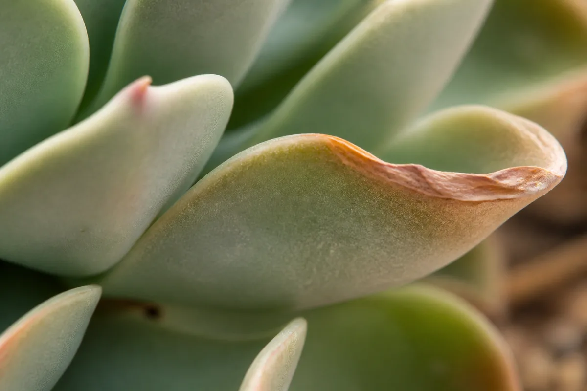 Close-up of brown tips on Echeveria - dry tan-brown scorched margin on a thick succulent leaf