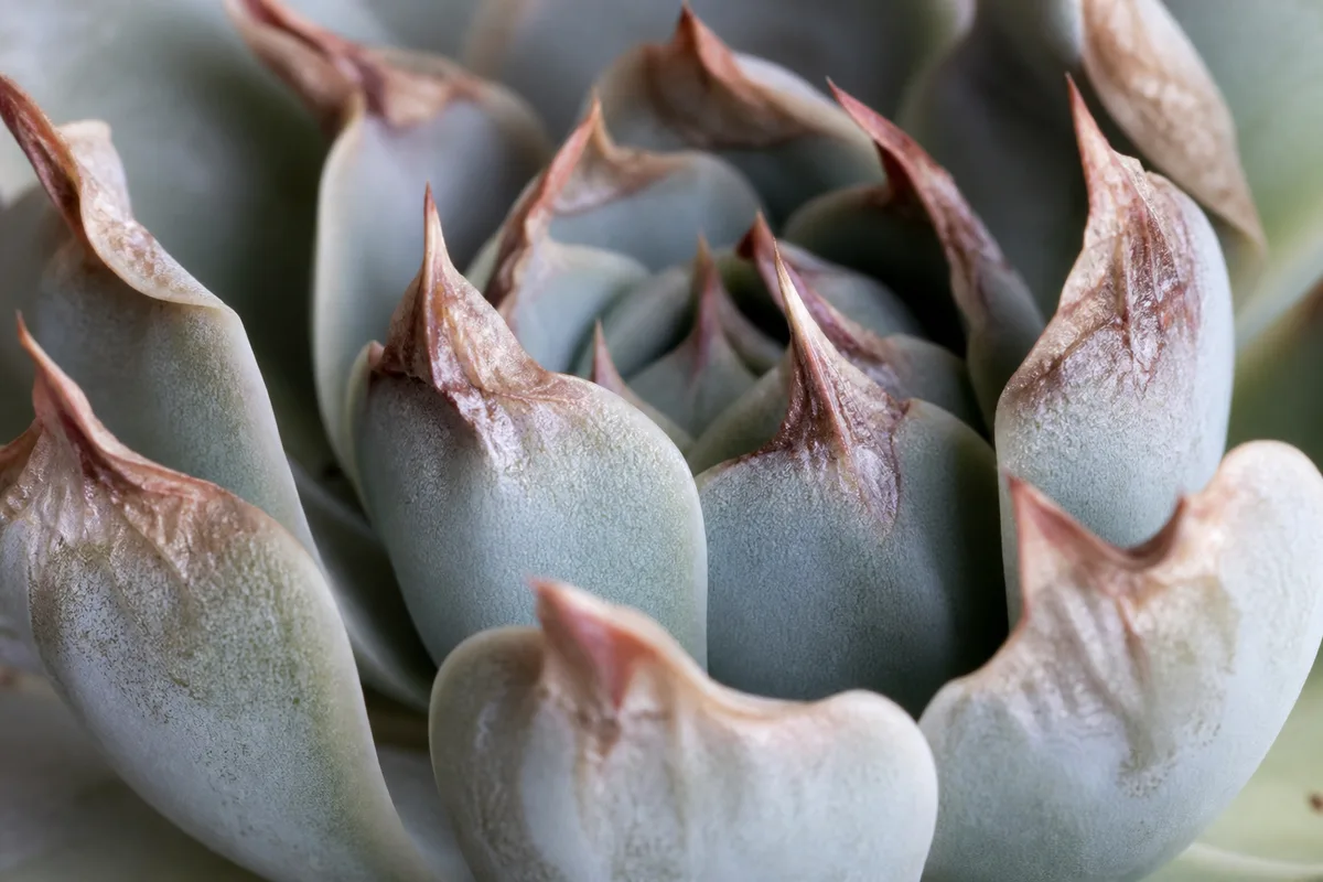 Close-up of Low Humidity on Echeveria - diagnostic detail