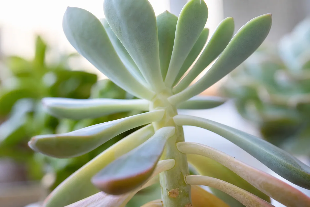 Choosing The Right Indoor Succulents for choosing the right indoor succulents