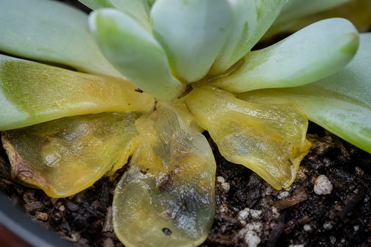 How This Guide Relates To Our Succulent Species Hubs for how this guide relates to our succulent species hubs
