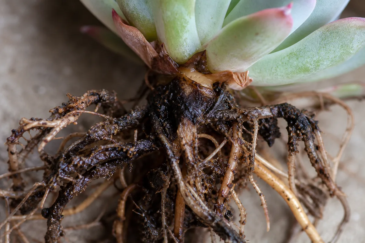 Close-up of Root Rot on Echeveria - diagnostic detail