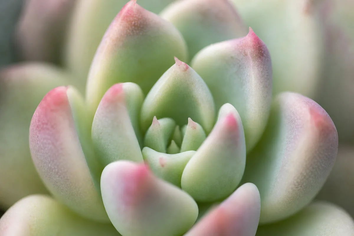 Close-up of Slow Growth on Echeveria - diagnostic detail