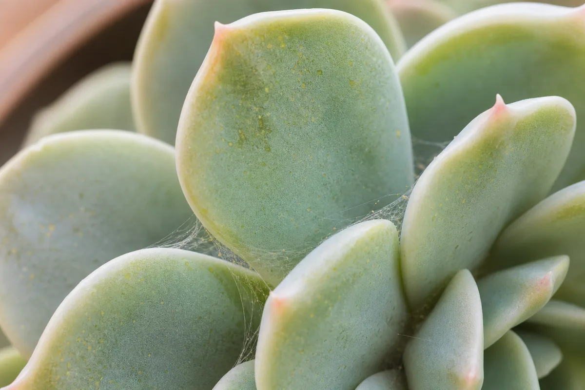 Close-up of spider mites on Echeveria - yellow pinprick stippling and fine silk webbing between overlapping rosette leaves
