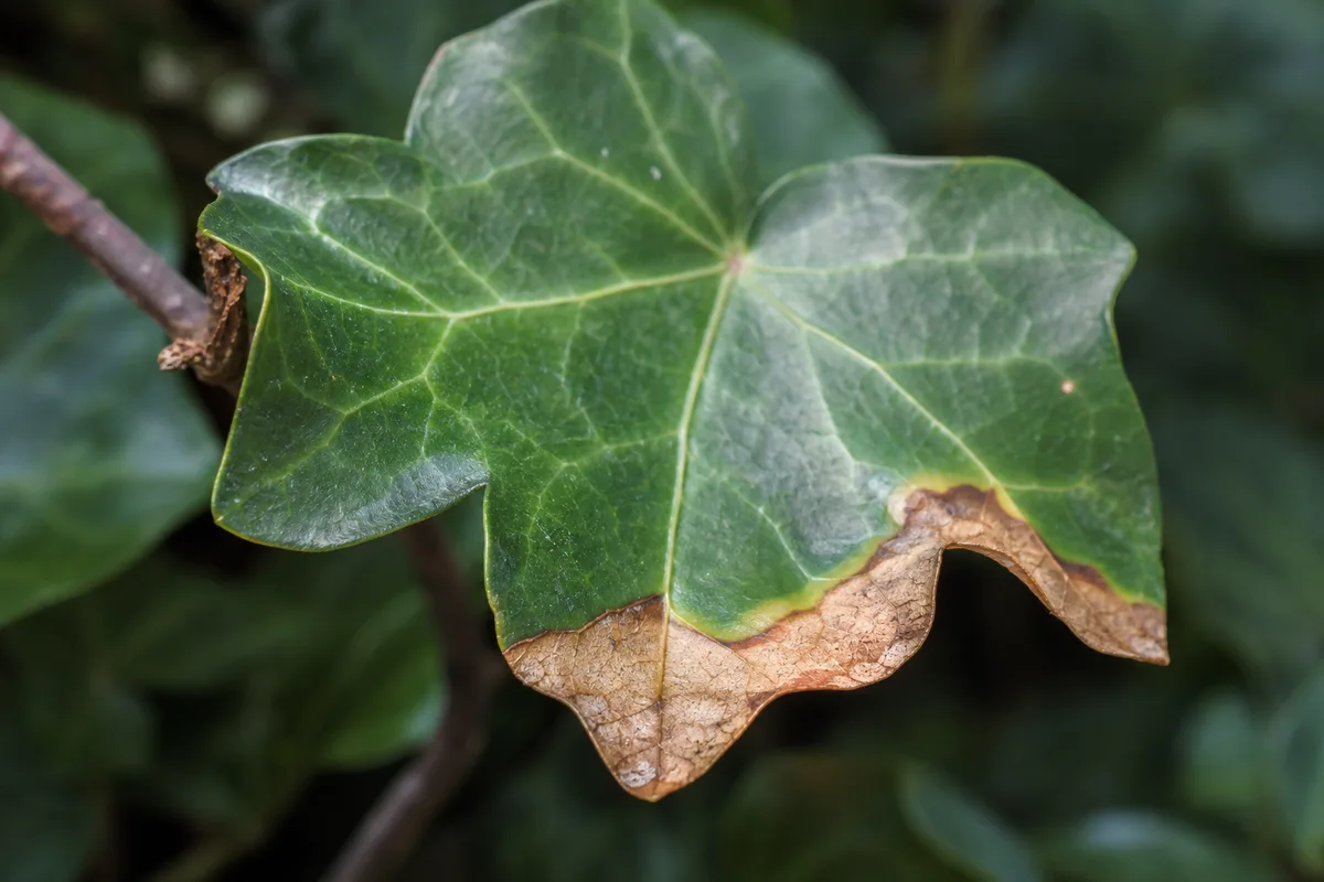 Close-up of Brown Tips on English Ivy - diagnostic detail