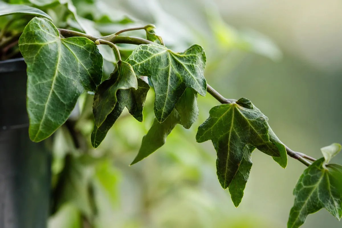 Close-up of drooping leaves on English Ivy - lobed leaves angled downward along a trailing stem