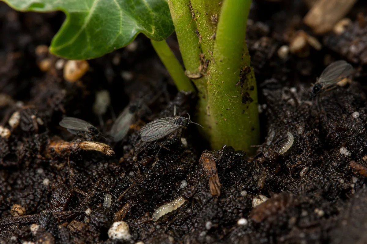 Close-up of Fungus Gnats on English Ivy - diagnostic detail