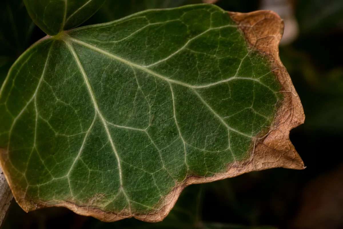 Close-up of Low Humidity on English Ivy - diagnostic detail
