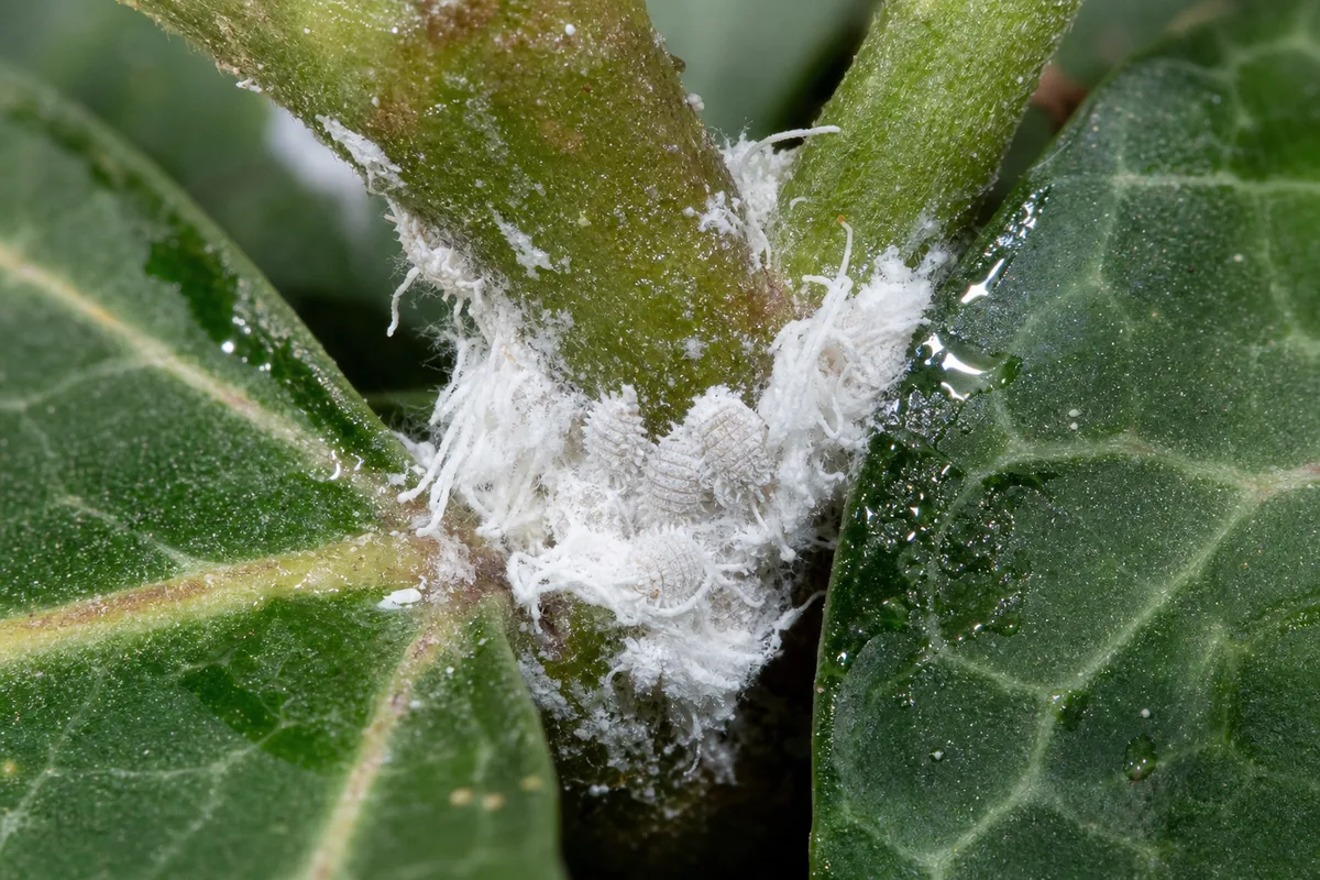 Close-up of Mealybugs on English Ivy - diagnostic detail