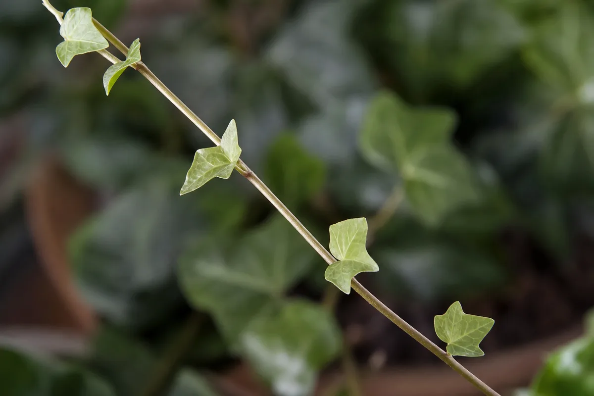 Close-up of not enough light on English Ivy - long internode gap with small thin pale leaves