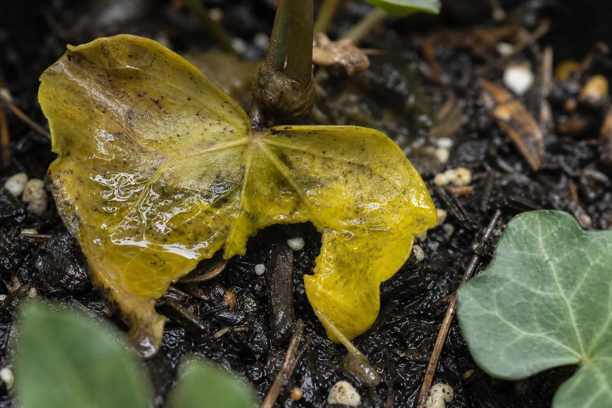 Close-up of Overwatering on English Ivy - diagnostic detail