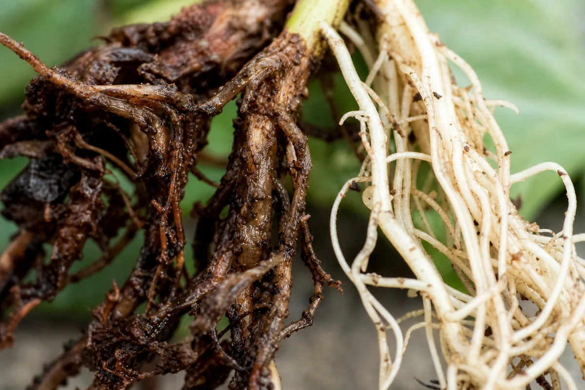 Close-up of Root Rot on English Ivy - diagnostic detail