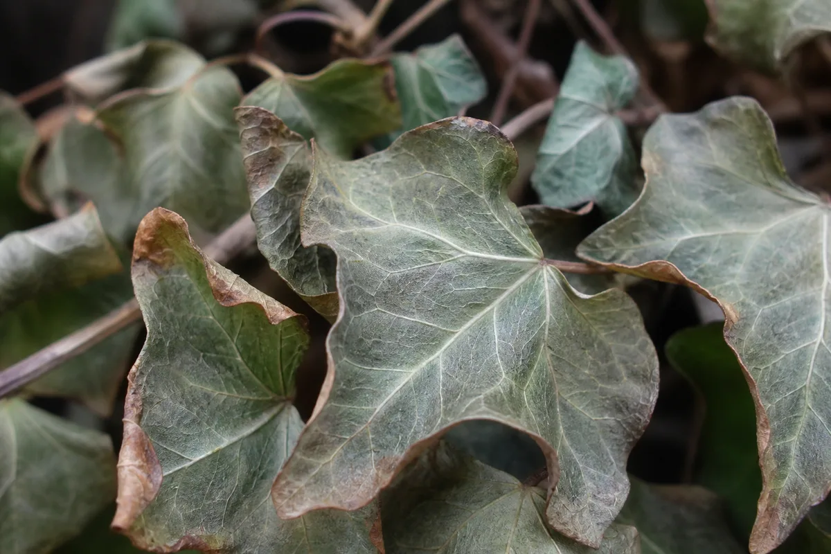 Close-up of underwatering on English Ivy - thin folded limp lobed leaves with dull gray-green color
