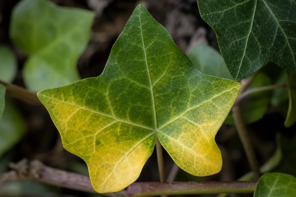 Close-up of Yellow Leaves on English Ivy - diagnostic detail