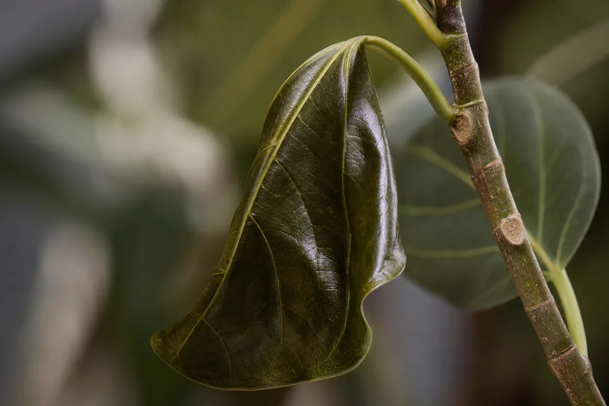 Close-up of Drooping Leaves on Ficus Audrey - diagnostic detail