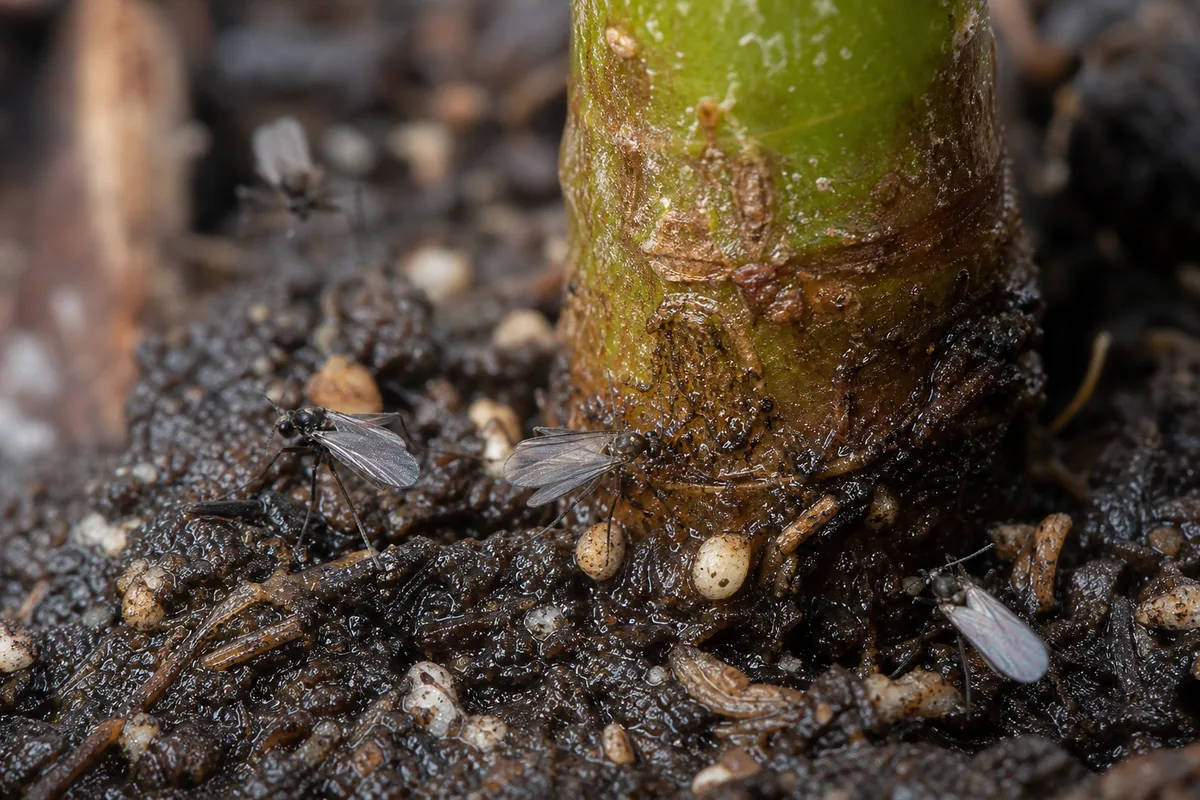 Close-up of Fungus Gnats on Ficus Audrey - diagnostic detail