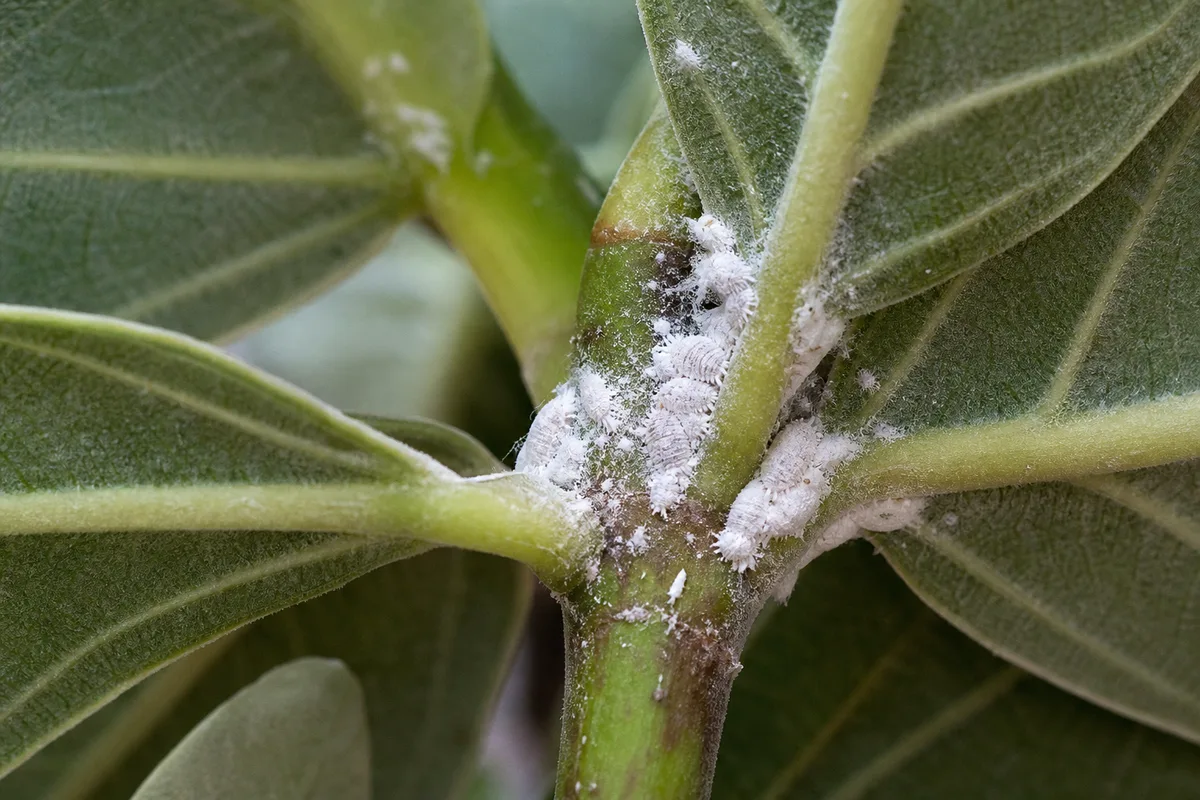 Close-up of Mealybugs on Ficus Audrey - diagnostic detail