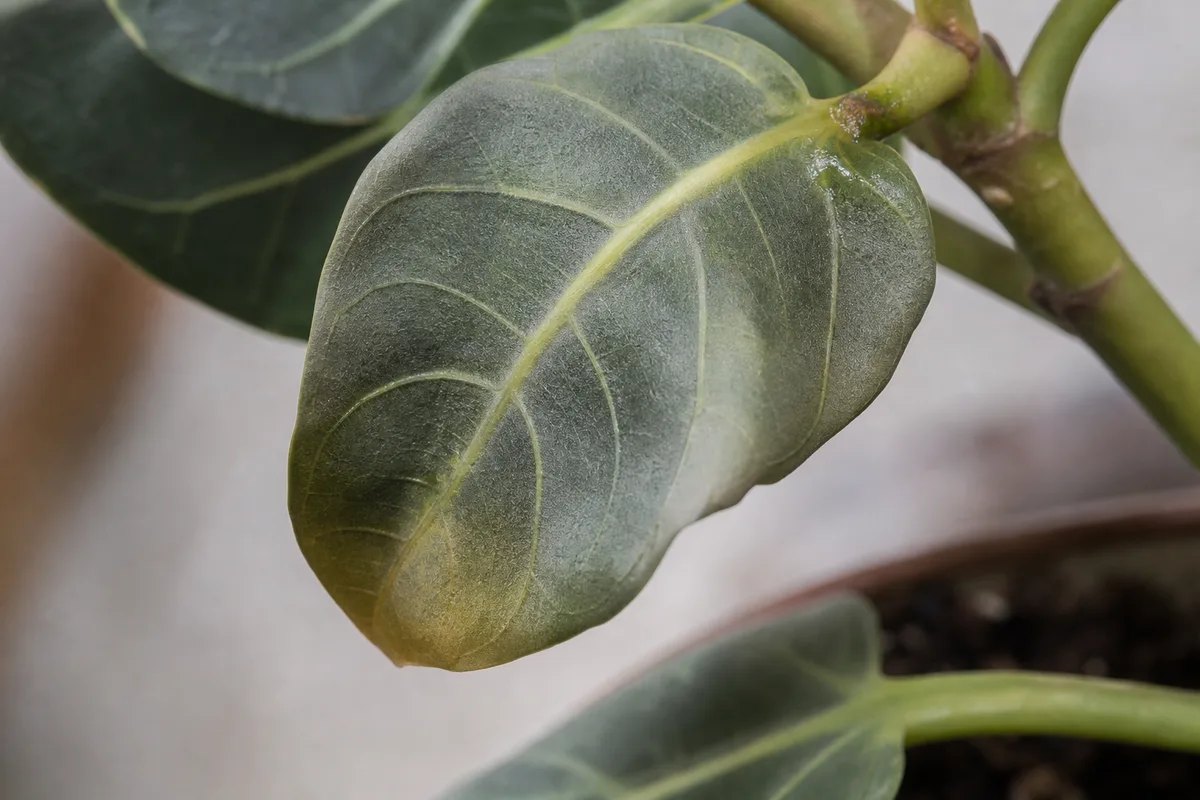 Close-up of Overwatering on Ficus Audrey - diagnostic detail