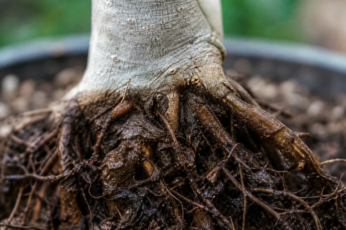 Close-up of Root Rot on Ficus Audrey - diagnostic detail