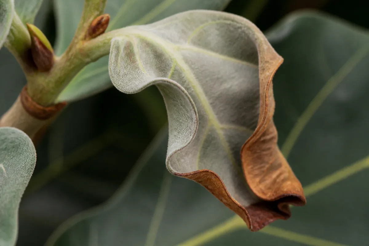 Close-up of Underwatering on Ficus Audrey - diagnostic detail