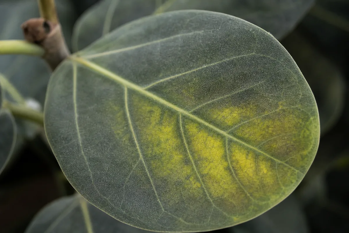 Close-up of Yellow Leaves on Ficus Audrey - diagnostic detail