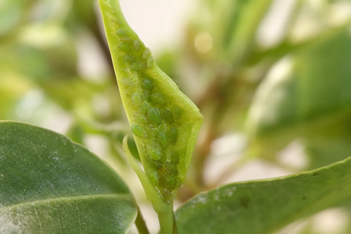 Close-up of Aphids on Ficus Benjamina - diagnostic detail
