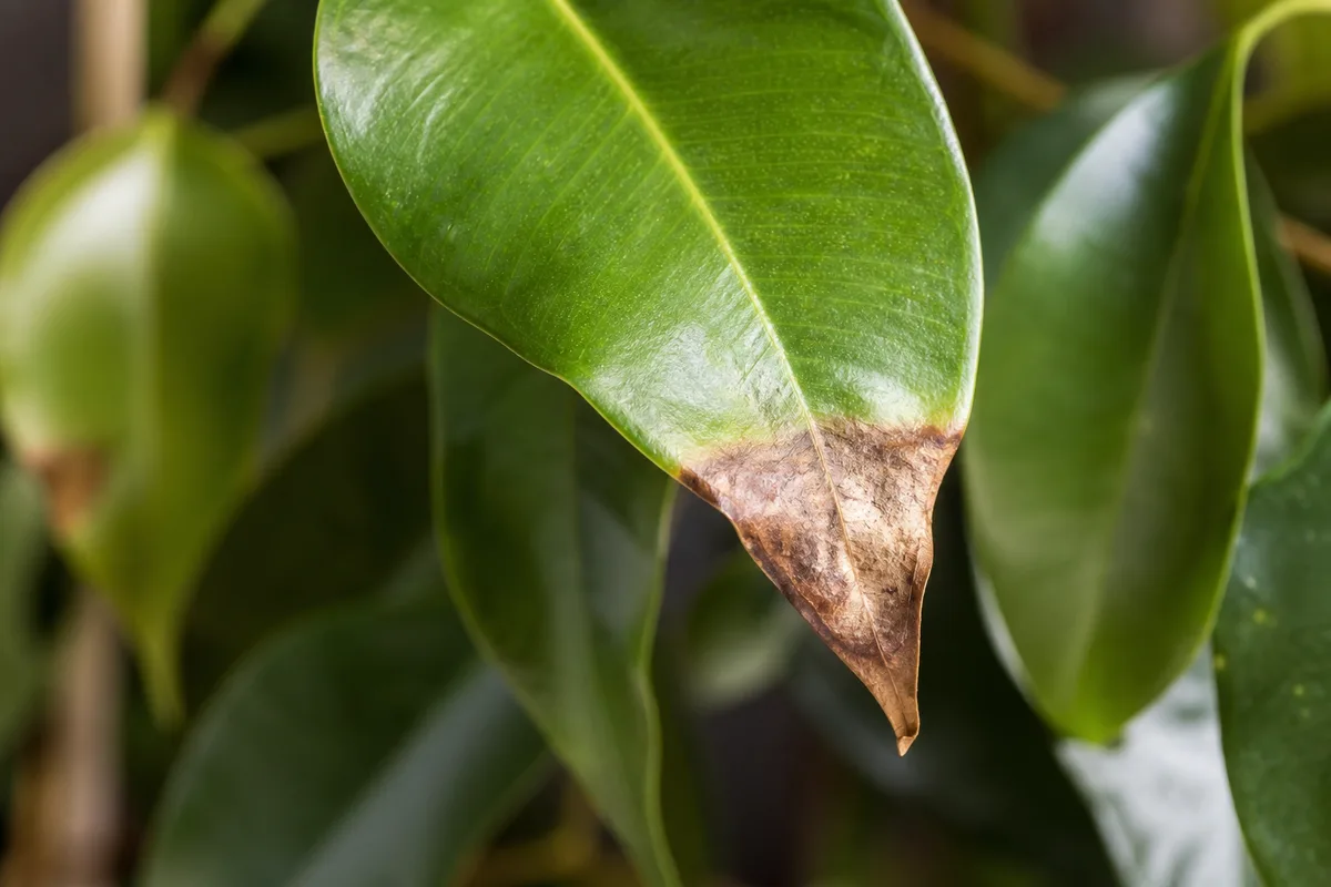Close-up of Brown Tips on Ficus Benjamina - diagnostic detail