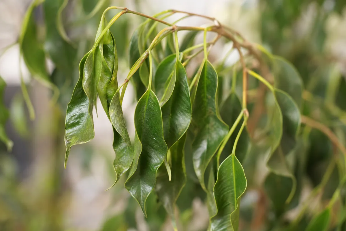 Close-up of Drooping Leaves on Ficus Benjamina - diagnostic detail
