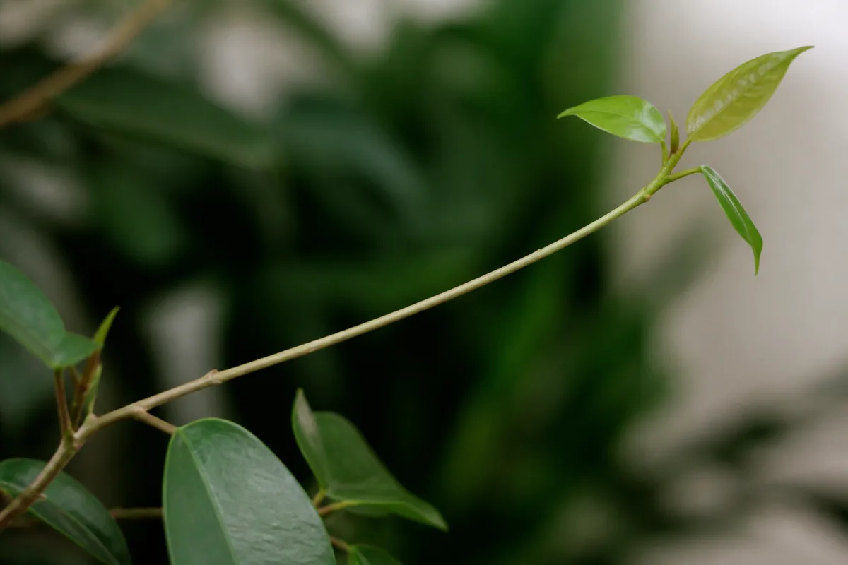 Close-up of Leggy Growth on Ficus Benjamina - diagnostic detail