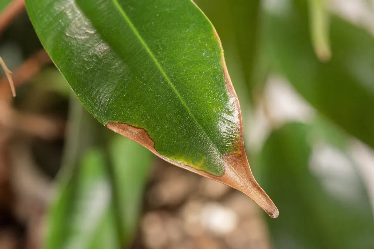 Close-up of Low Humidity on Ficus Benjamina - diagnostic detail