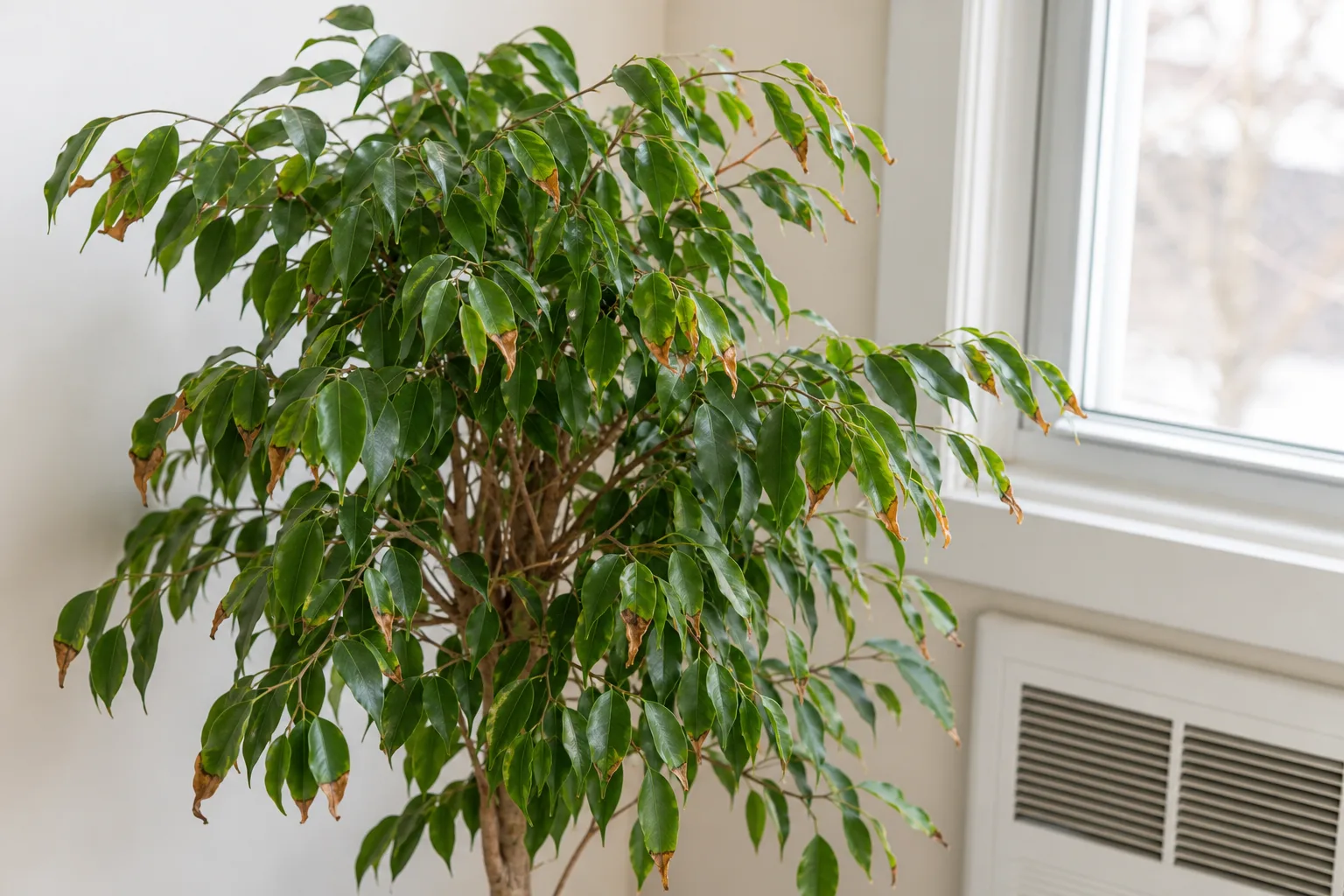 Low humidity on Ficus Benjamina - brown crispy tips and dry margins on small glossy leaves