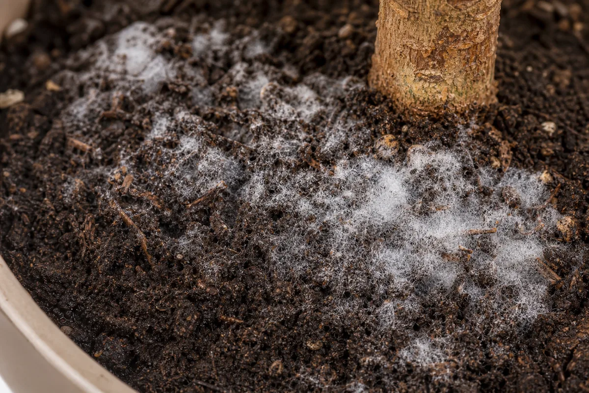 Close-up of Mold on Soil on Ficus Benjamina - diagnostic detail