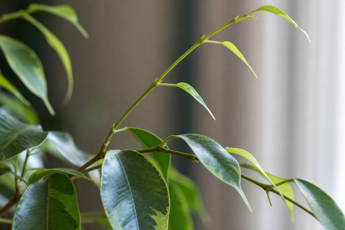Close-up of Not Enough Light on Ficus Benjamina - diagnostic detail