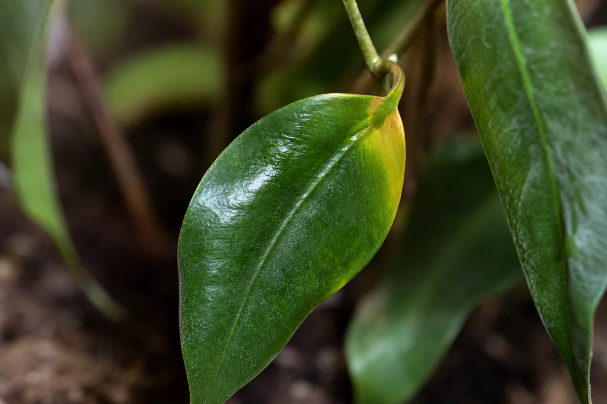 Close-up of Overwatering on Ficus Benjamina - diagnostic detail
