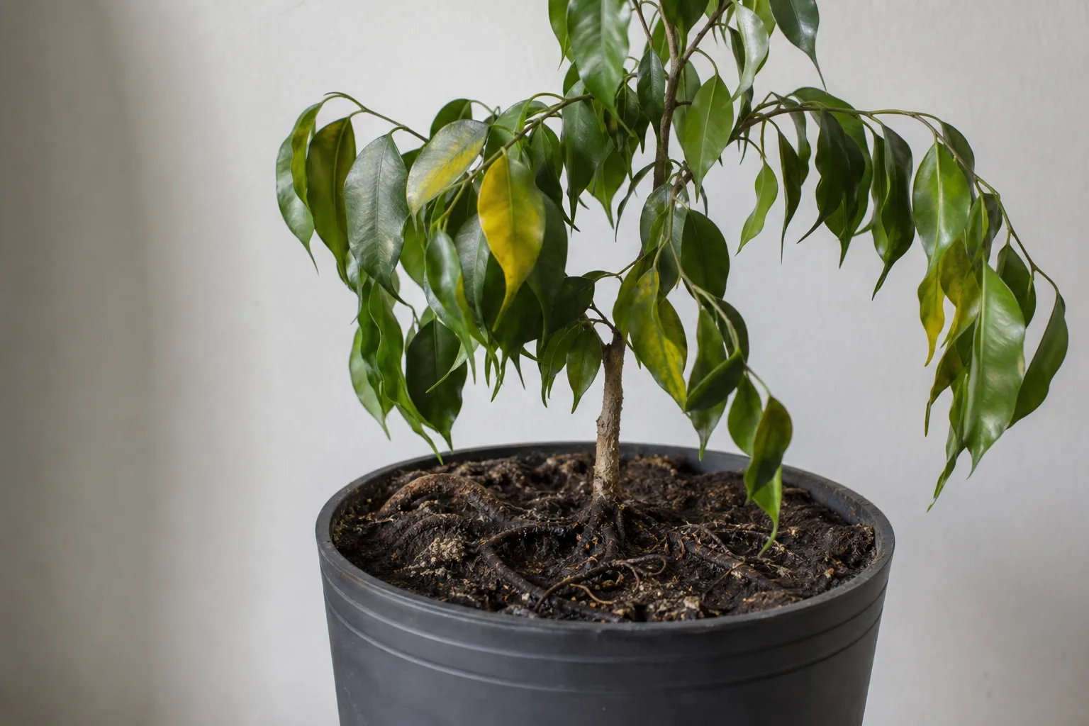 Root Rot on Ficus Benjamina - visible symptom on the plant