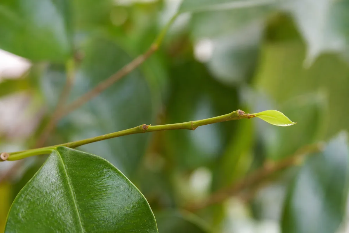 Close-up of Slow Growth on Ficus Benjamina - diagnostic detail