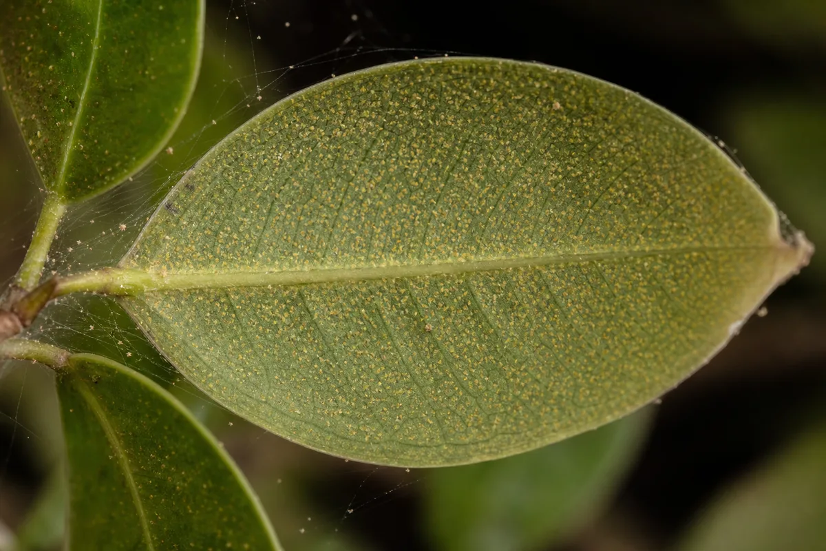 Close-up of Spider Mites on Ficus Benjamina - diagnostic detail