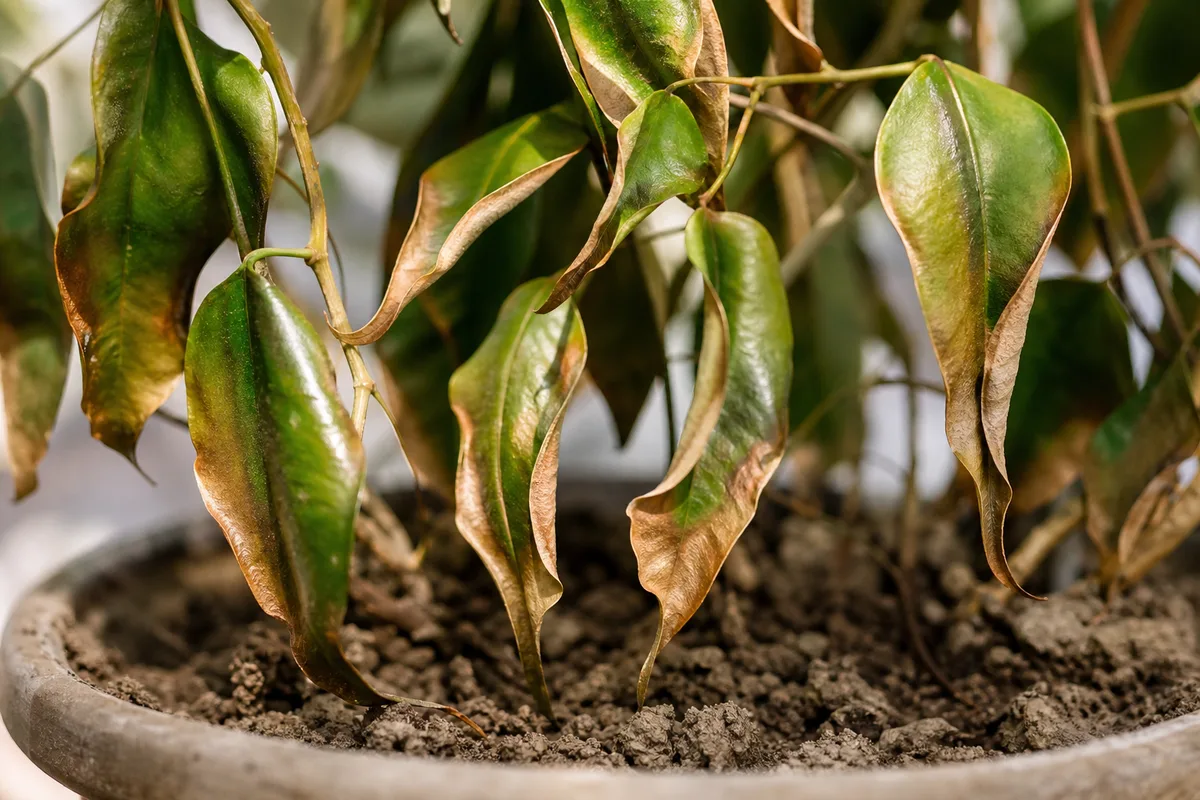 Close-up of Underwatering on Ficus Benjamina - diagnostic detail