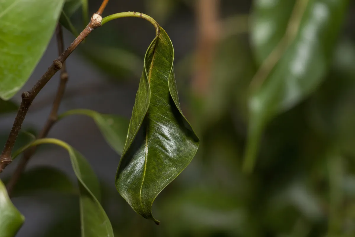 Close-up of Wilting on Ficus Benjamina - diagnostic detail