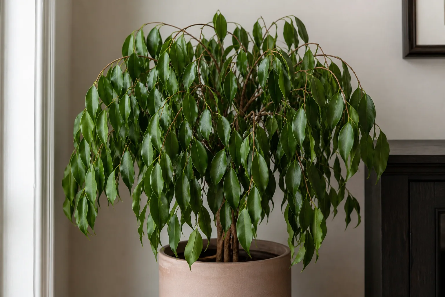 Wilting on Ficus Benjamina - visible symptom on the plant