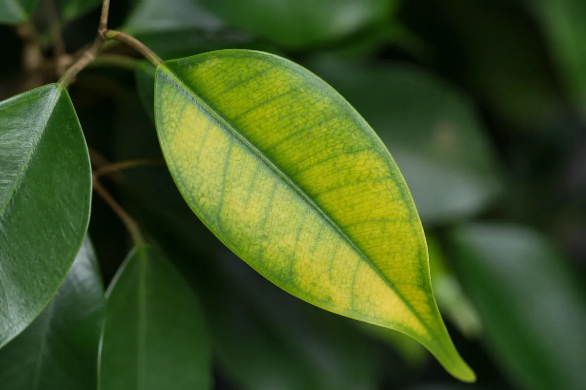 Close-up of Yellow Leaves on Ficus Benjamina - diagnostic detail