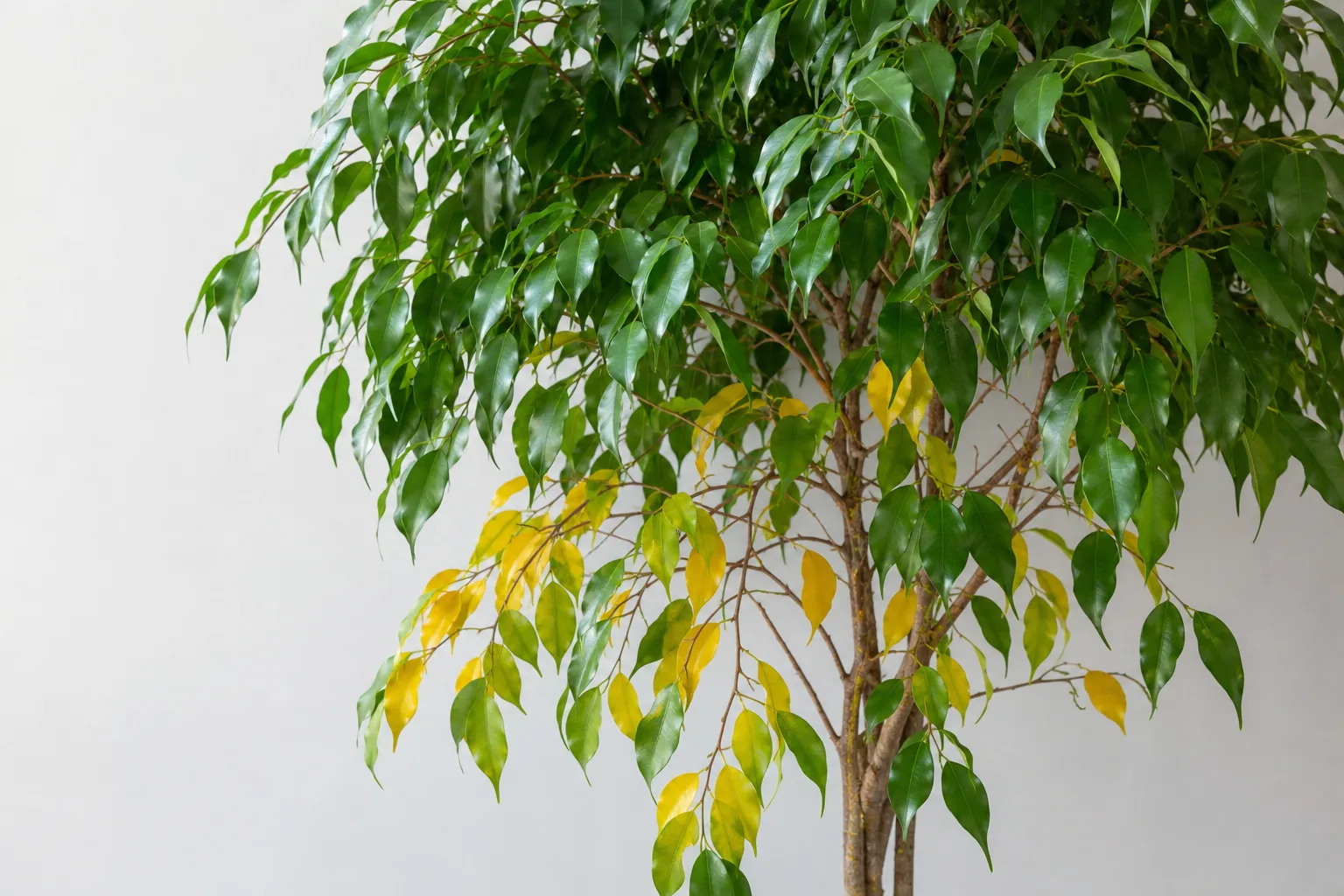 Yellow Leaves on Ficus Benjamina - visible symptom on the plant